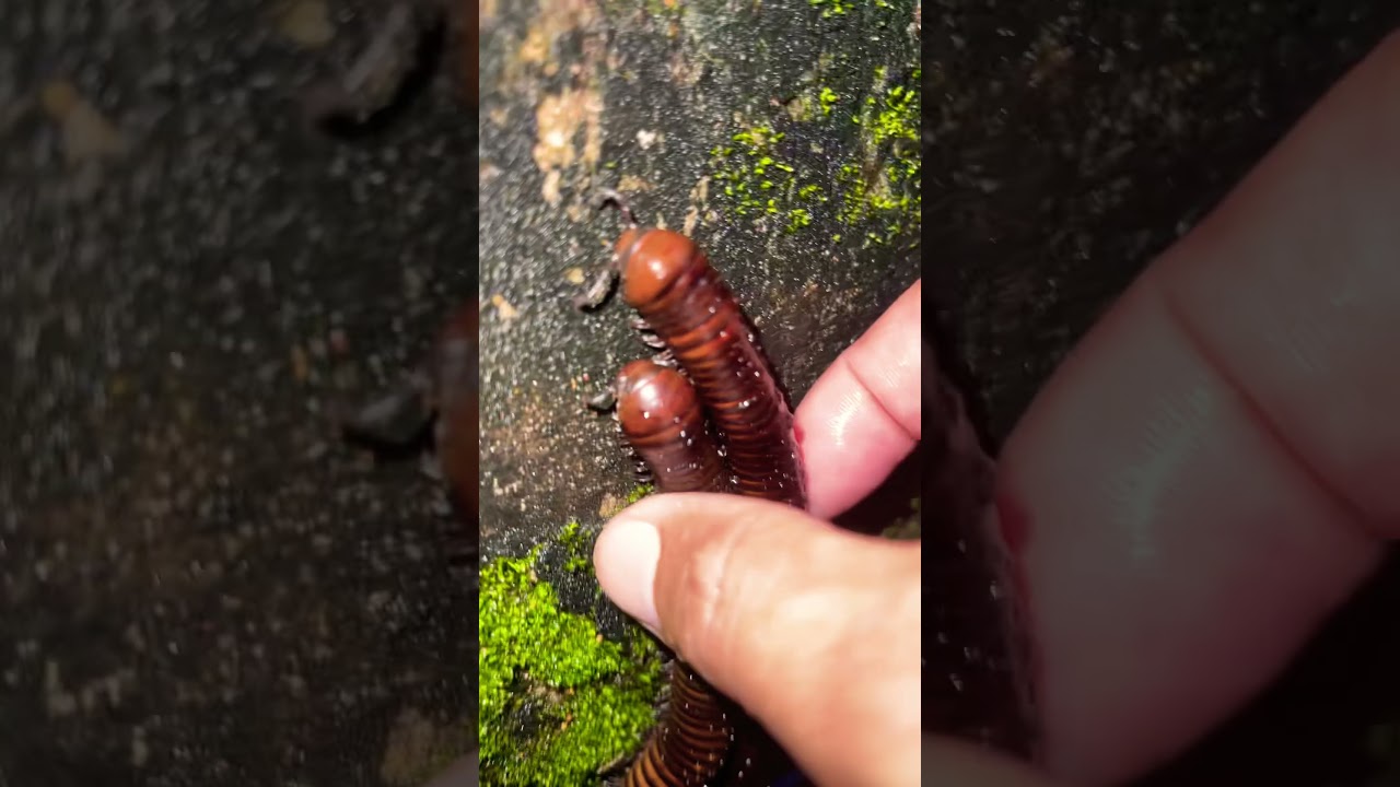 Look this both close up millipedes climbing on pool drop catch with sound nature 
