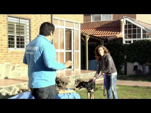 Perro nuevo en la familia