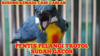 Burung Kemade Pentis Pelangi Trotol Gacor