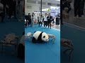 Panda robot is so cute #robot #robotics #panda #entertainment