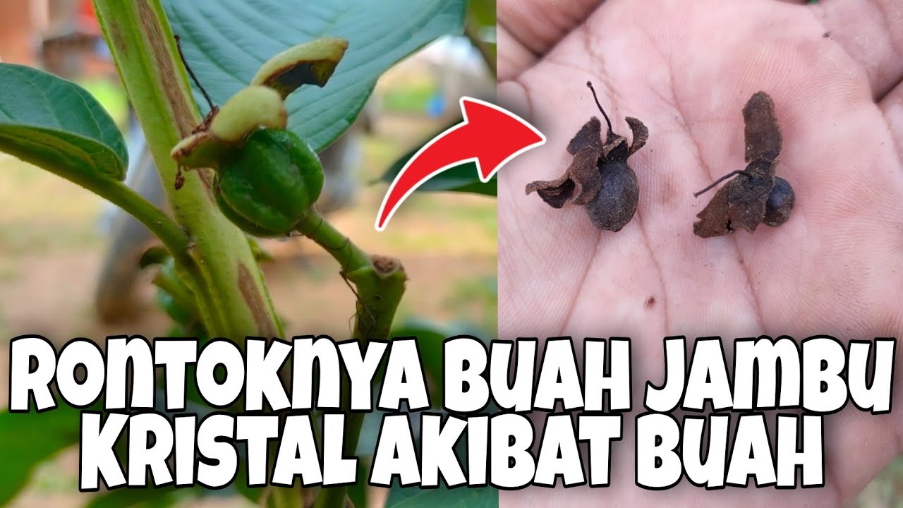 Rontok Karena Buahnya❓ Penyebab Lain Jambu Kristal Dalam Pot Rontok