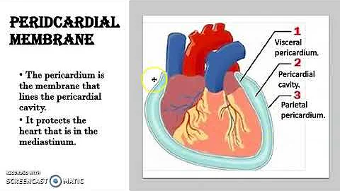 Chapter 1: Membranes of the thoracic and abdominop...