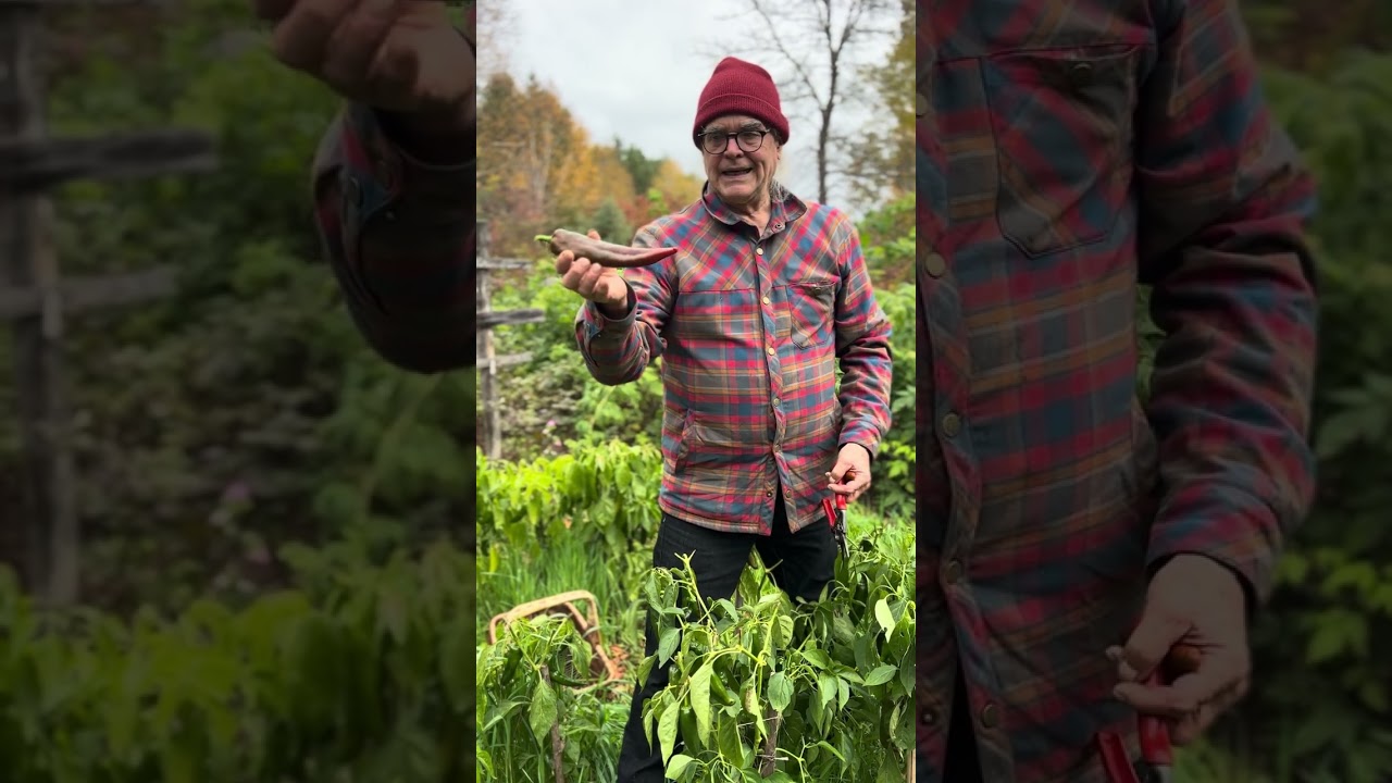 Comment faire rougir ses poivrons verts à l'automne? Yves Gagnon. Semences du Portage.