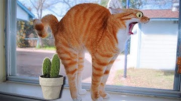 BEST FUNNY CATS Videos | Funny Cats Compilation 2023 | #SHORTS #5