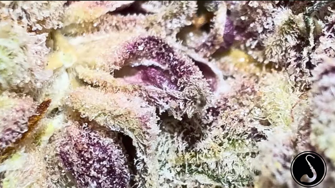 Blue Lobster Strain AAA THCa Flower