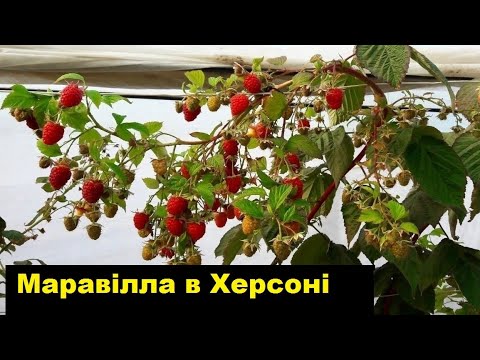 Малина Маравилла - выращивание в теплице 2018 разница между Маравиллой и так называемой "Mаравиллой"