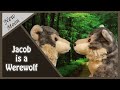 New Moon Jacob Is A Werewolf Twilight Saga Barbie Doll Video MPG Doll Creations