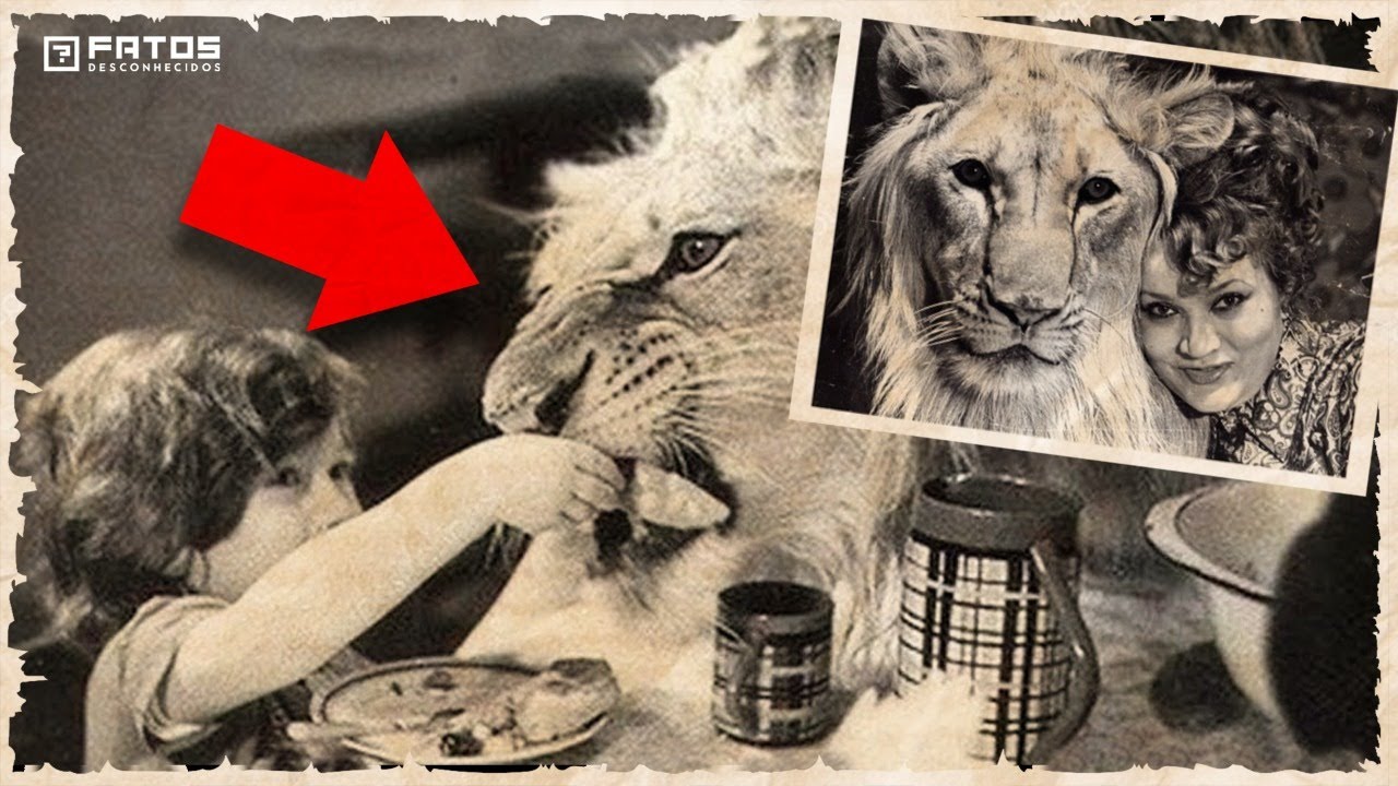 A trágica história da família que fez um leão de animal de estimação