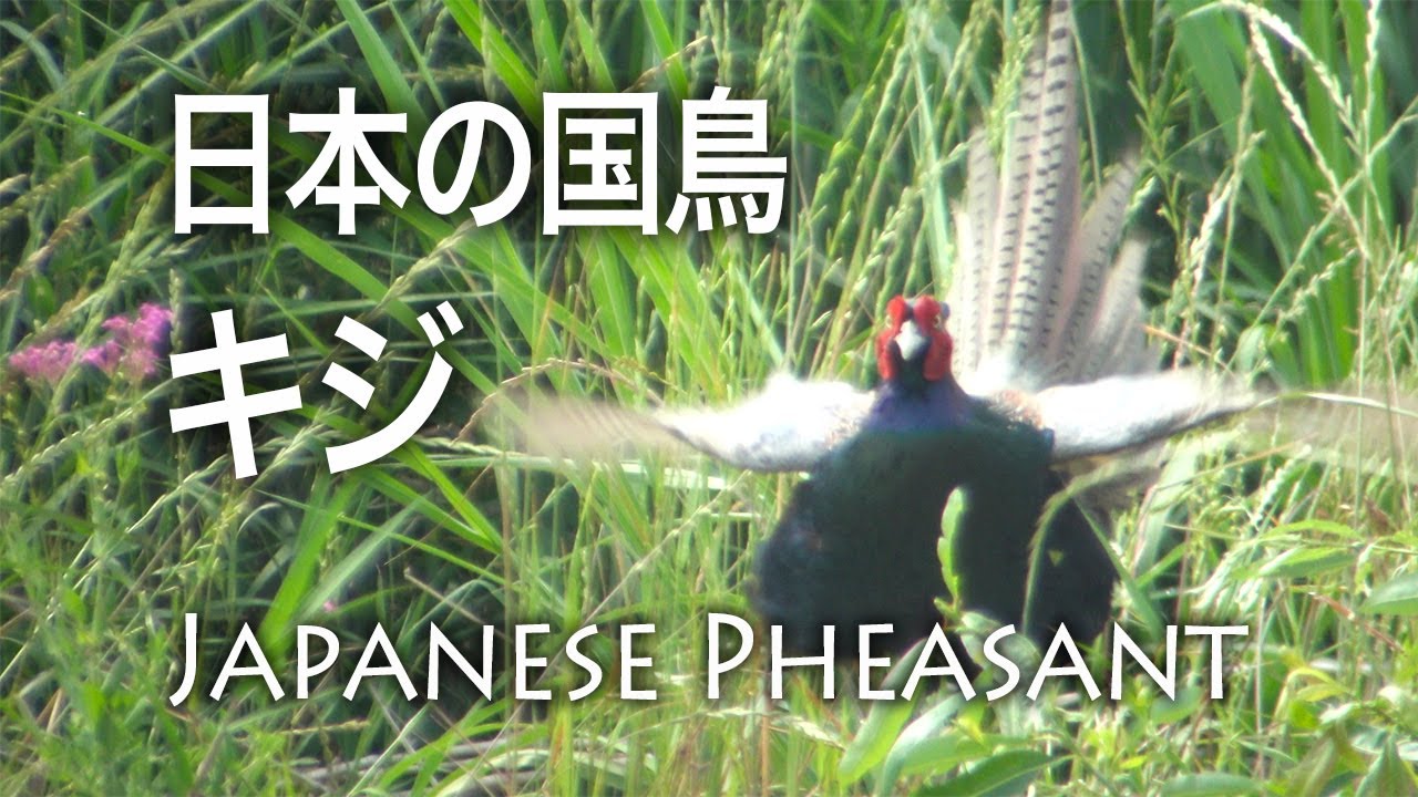 野鳥観察 日本の国鳥キジのホロ打ち Japanese Pheasant Phasianus Versicolor Youtube