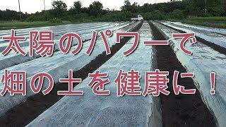 太陽のパワーで畑の土を健康に！(無農薬）