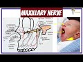 Maxillary nerve and its branches  simple way to remember
