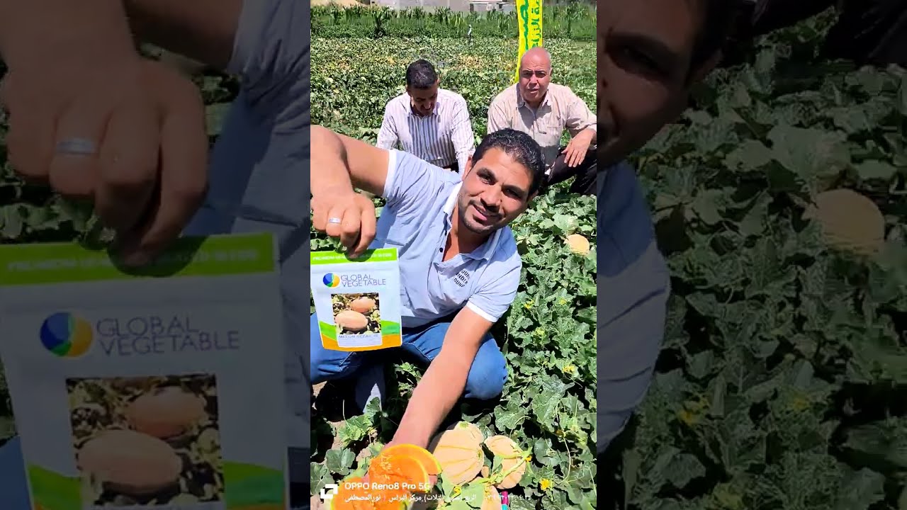 شمام مخطط جديد شركة جرين فورس