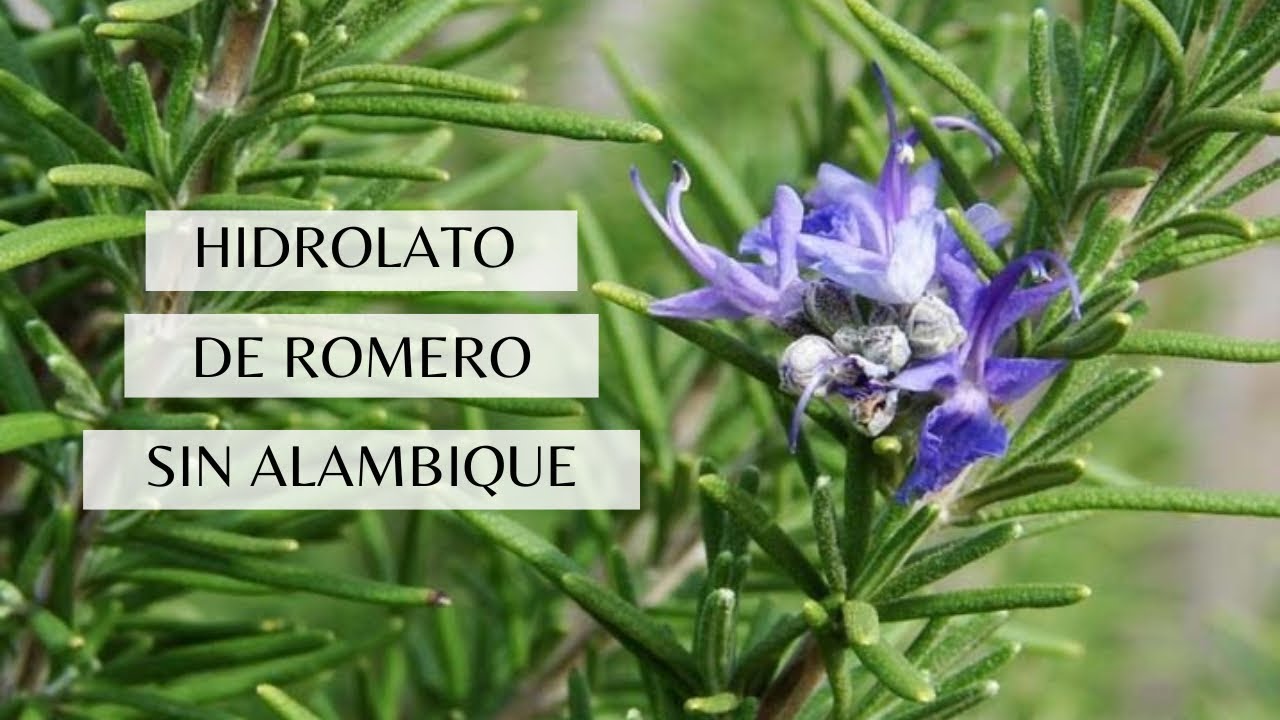 COMO HACER HIDROLATO DE ROMERO (En casa y sin alambique)