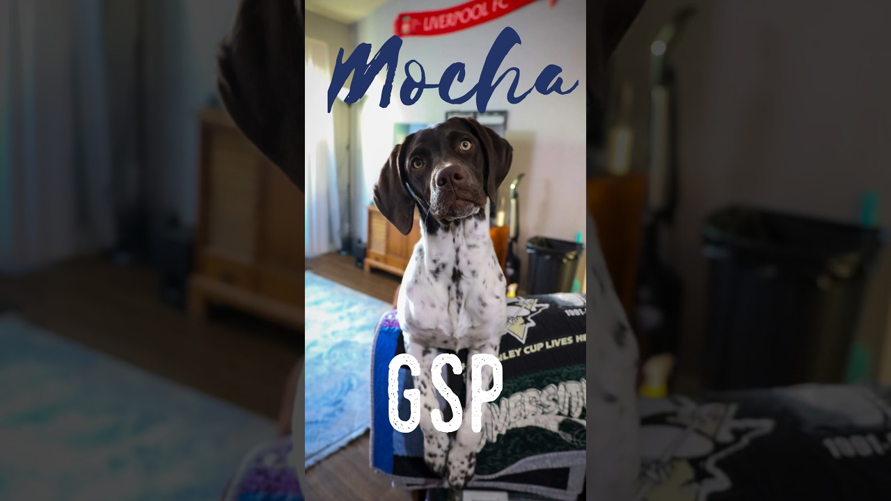 Episode 2: My Dog Steals 