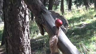 Bigfoot Eclipse Gifting - Structure area revisited