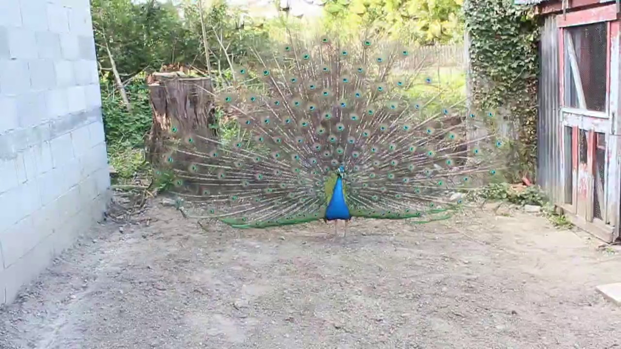 La roue magnifique du paon