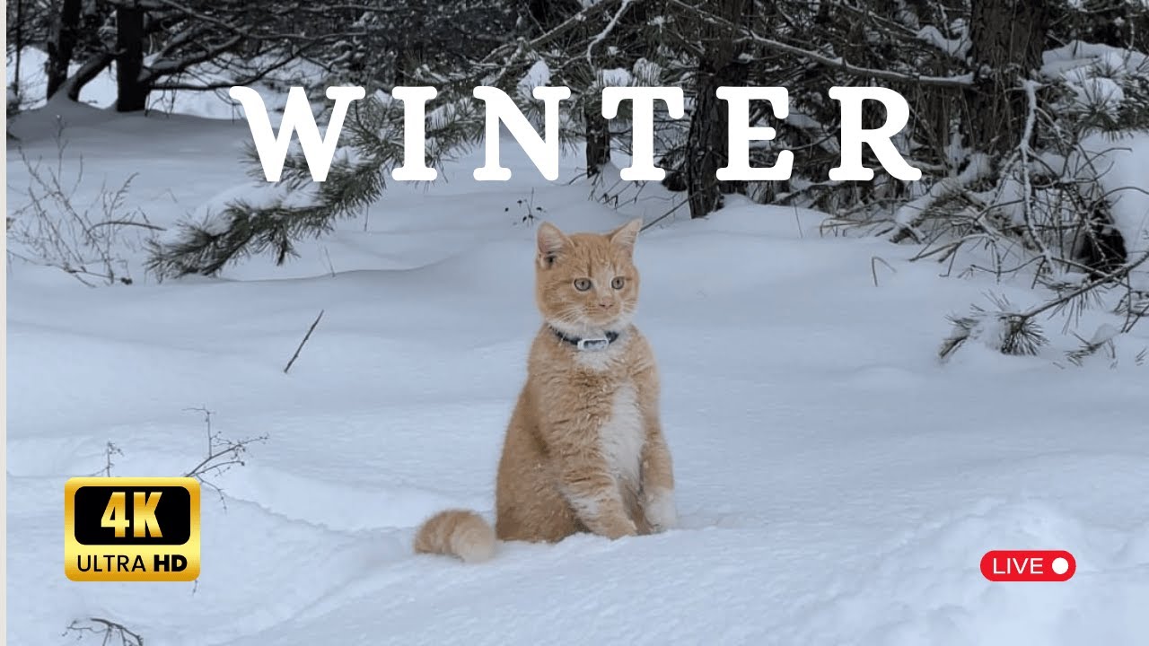 Swiss Winter Ambience ❄️ | Snow-Covered Forest & Frozen Nature | Calming Relaxing Music