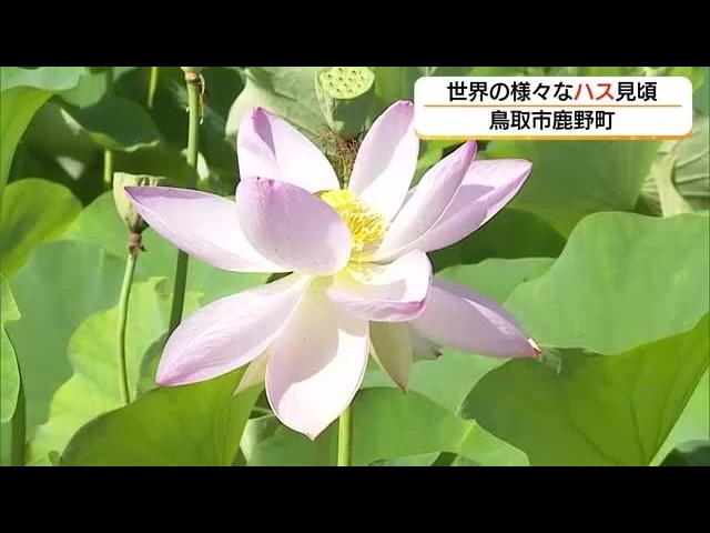World-Class Lotus in Full Bloom: A Local 