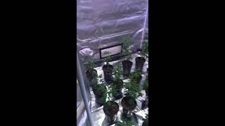 New veg tent