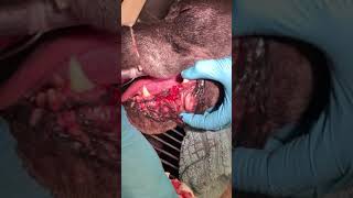 Large Dog Premolar Extraction - How to perform a Flap