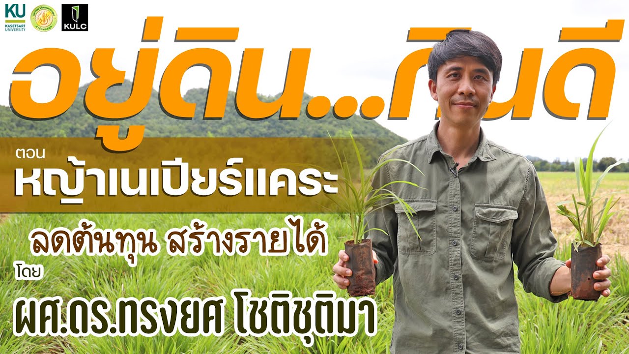 อยู่ดินกินดี | รู้จัก “หญ้าเนเปียร์แคระ” ลดต้นทุน สร้างรายได้