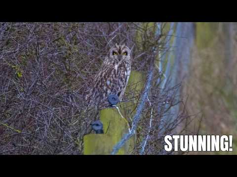 A PERFECT OWL MOMENT IN THE WILD | SHORT EARED OWL | SILENT HUNTER | WILDLIFE | NATURE