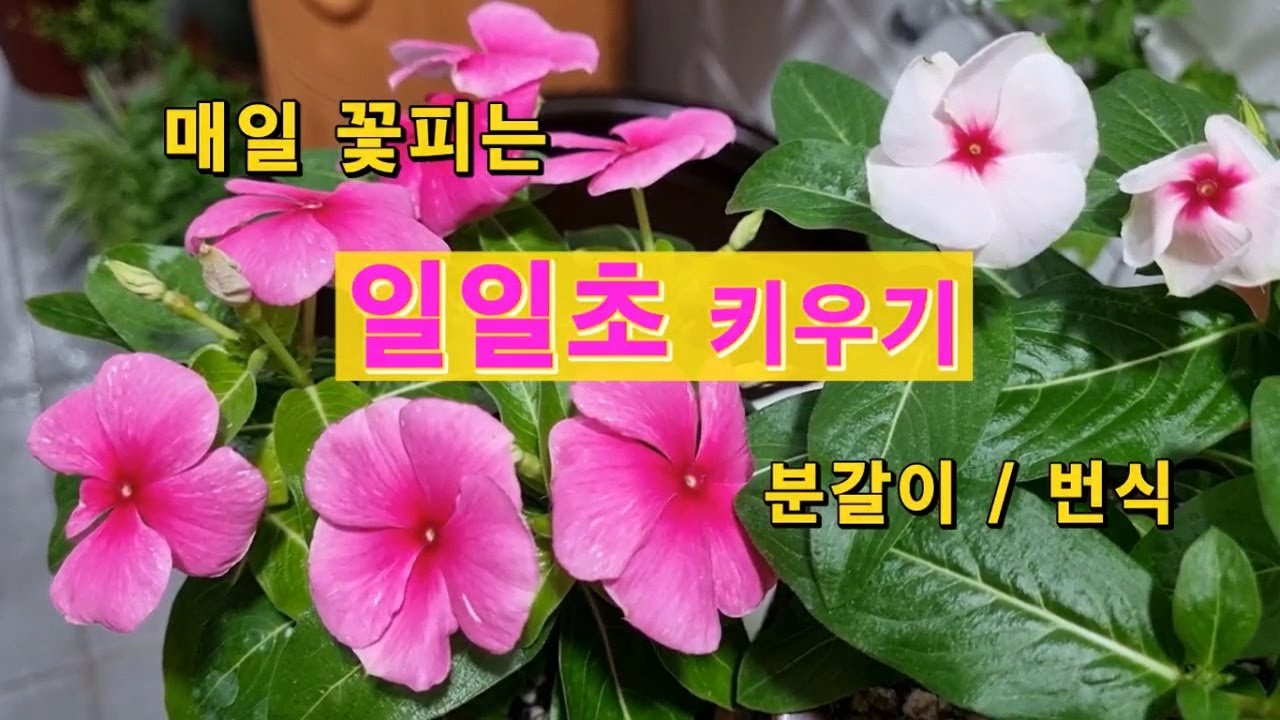 매일 꽃피는 일일초키우기,분갈이,삽목,씨앗번식법을 소개합니다. How to grow & care vinca/ madagascar periwinkle.