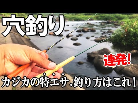 夏休みに最高カジカ釣り！竿を穴に刺すだけでハゼに似て非なる魚を釣る