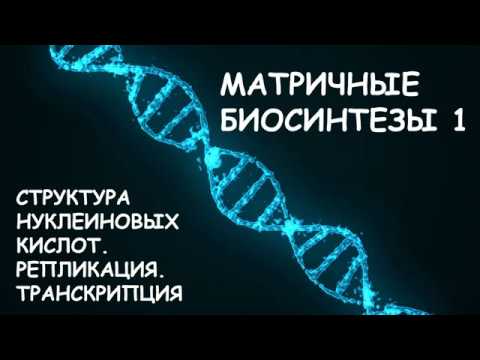 МАТРИЧНЫЕ БИОСИНТЕЗЫ 1: СТРОЕНИЕ ДНК И РНК. РЕПЛИКАЦИЯ. ТРАНСКРИПЦИЯ