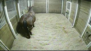 Foal Cam A 1/30/2017