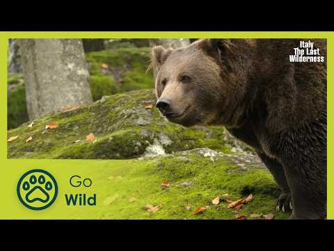The Forest of the Brown Bears | Italy: The Last Wilderness 2/6 | Go Wild