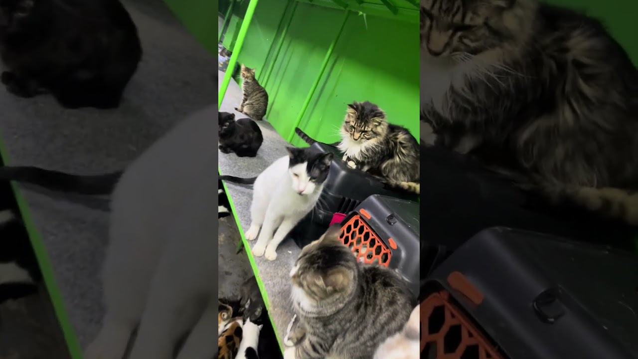 ГлавныйКот