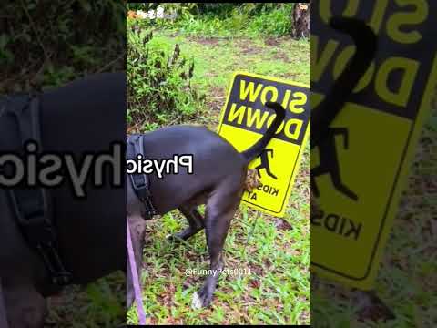 When The Dog Poops Dog Doglover Dogs Dogshorts