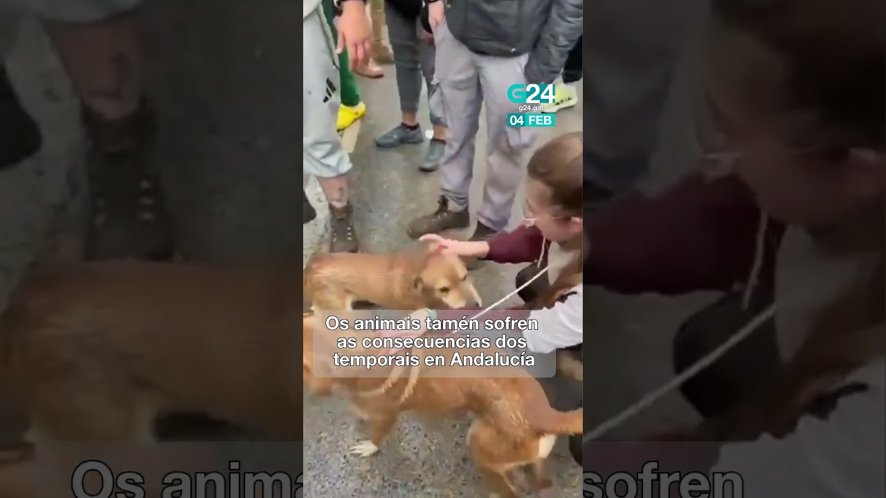 🐕‍🦺 GRANADA | Rescatan dous cans que quedaran atrapados nun soto anegado en Benalúa de las Villas