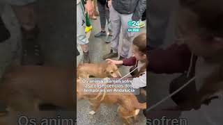 🐕‍🦺 GRANADA | Rescatan dous cans que quedaran atrapados nun soto anegado en Benalúa de las Villas