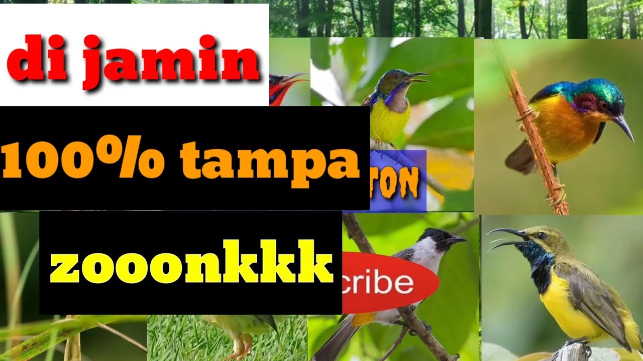 Suara pikat burung kecil100% tampa zonk.. 