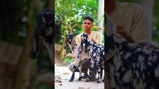 কম দামে ২টি ছাগল।#frambanijjoofficial #goatfarming #goat #goatfarmingbusiness #animals #frambanijjo