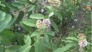 Hummingbird moth on milkweed
Although they are often mistaken for bumblebees or even actual hummingbirds, this wonderful little insect is actually a day-flying moth, known as a hummingbird moth or clearwing moth (the wings have clear windows with no color scales covering them, although it is hard to see when the moth is flying). Hummingbird moth on milkweed