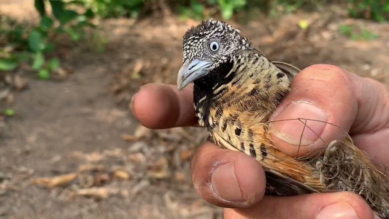 Một ngày đi bẫy cút trúng mánh