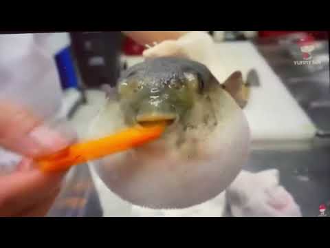 Puffer fish singing ghostbusters
