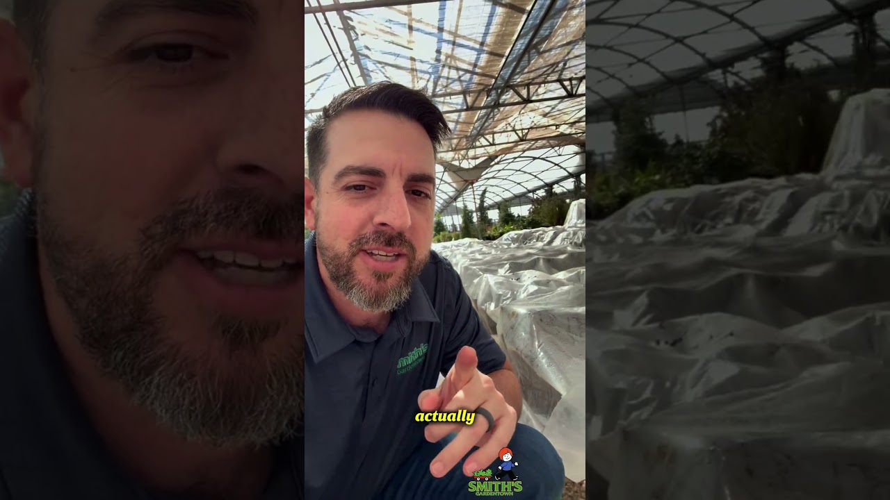 16-й день проверки роз 🌹