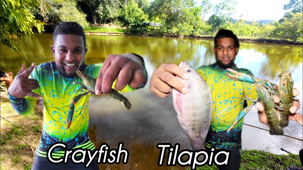 Catching Crayfish and Tilapia Adventure Trinidad🇹🇹 catch | clean | cook 