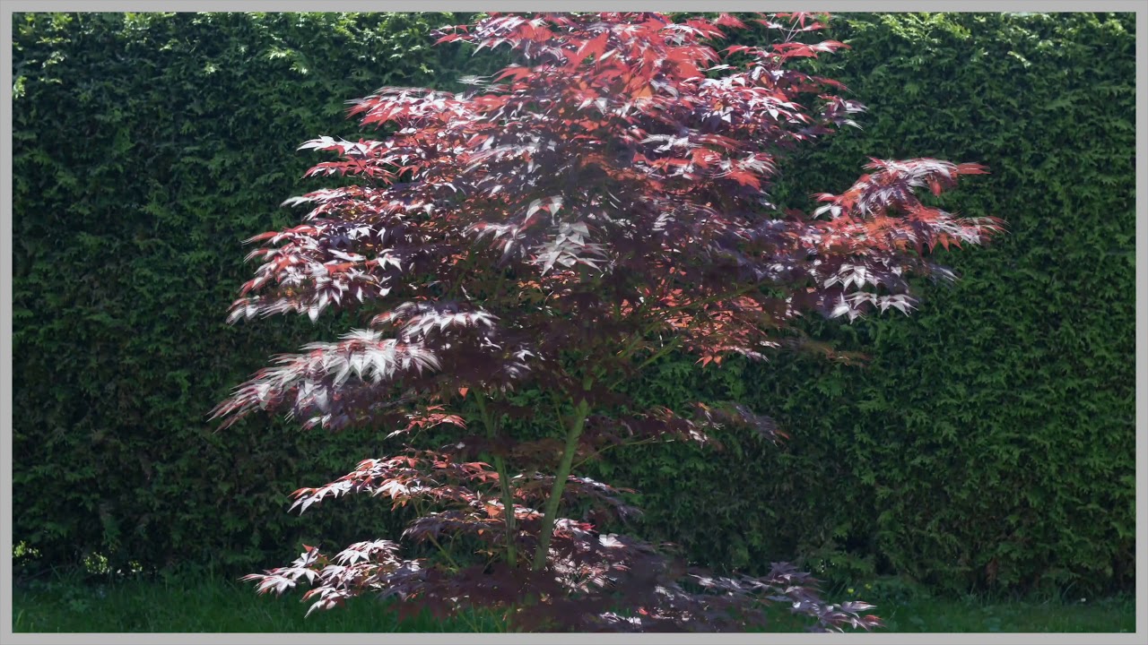 Video Art Project - MAPLE TREE DAY LIFE