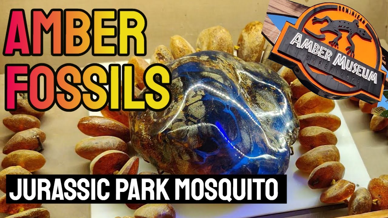 Fossil Amber  Museum Puerto Plata Dominican Republic Jurassic Park Mosquito