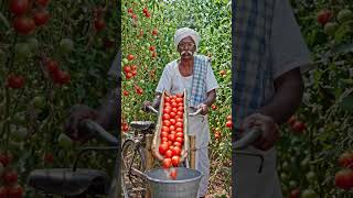 tamato harvesting tips ✨🍅🍅#harvesting #viral#farming #plz_subscribe_my_channel #sunkariamaravathi 🙏👍