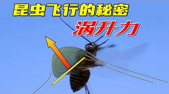 物理原理 Youtube