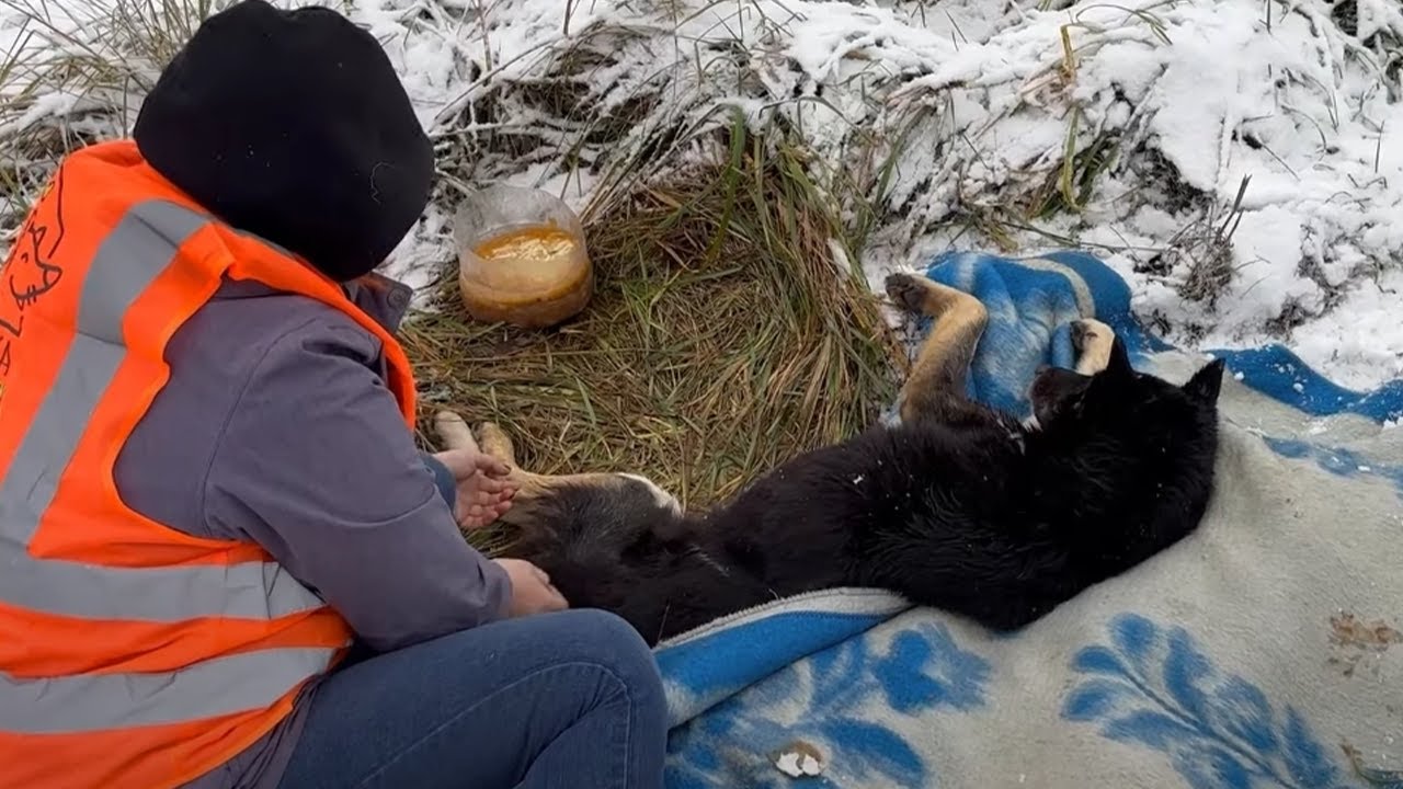 Saving a German Shepard Dog that was abandoned and hurt