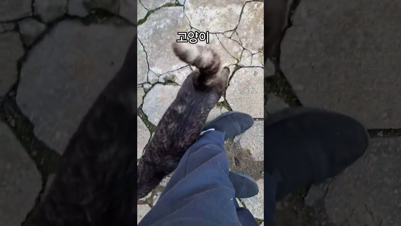 시골집 야옹이 오늘 행복한 하루 #고양이 #고양이일상 #고양이영상 #고양이브이로그 #야옹이 #야옹이그램 #애완동물 #야옹 #cat