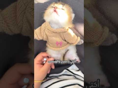 اختي يا سري والهمس بدون موسيقى اشتراك بالقناة Fypviral Catshorts Catlover بدون موسيقى
