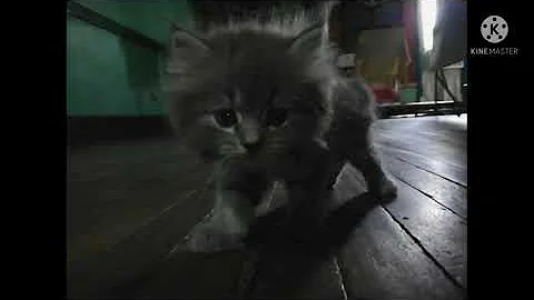 Watch the video about One Month Old Big Bone Persian Kitten.
